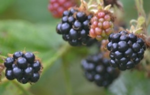 blackberries.resized